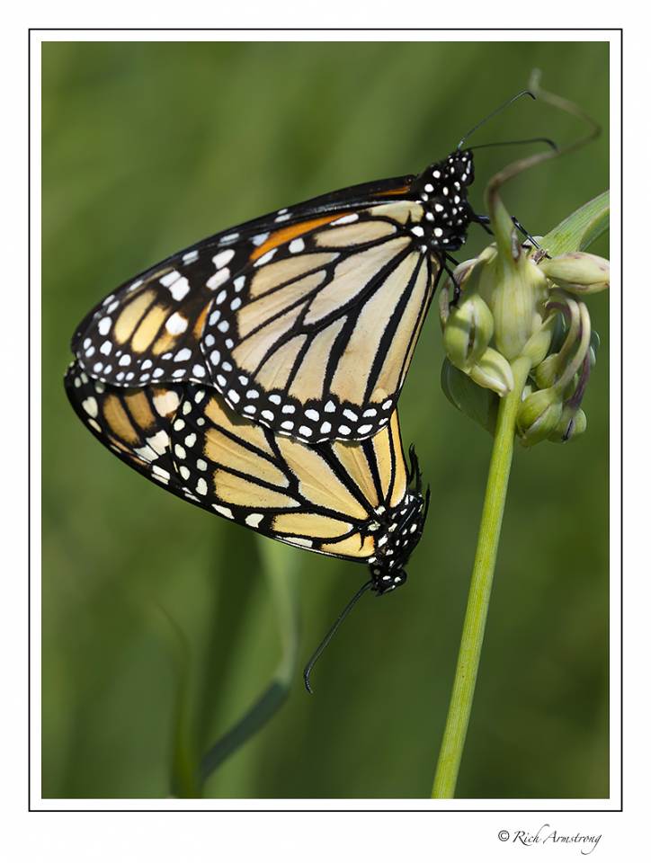 twin monarch butterflies.jpg